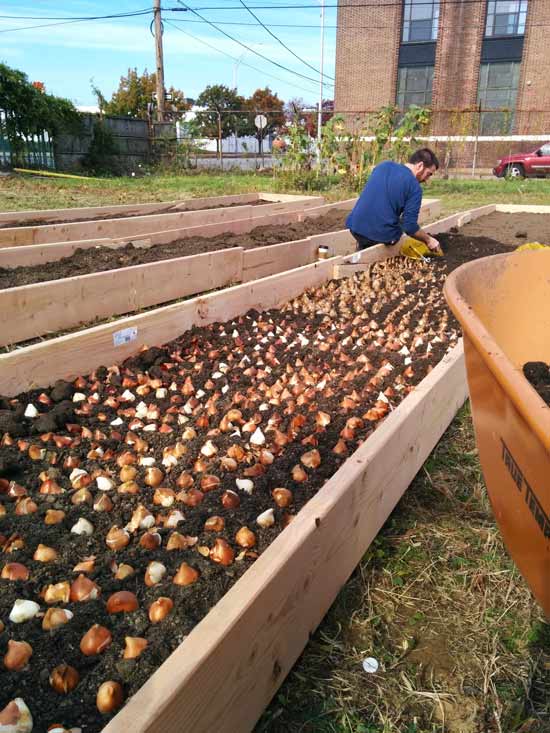 Jig-Bee Tulip bulbs