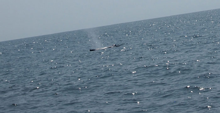 Whale & Dolphin Sightings… Off the Cape May, New Jersey Coast!