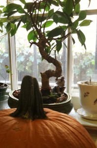 baby-bonsai-tree-Philadelphia-tu-bishvat baby bonsai celebrates tu bishvat