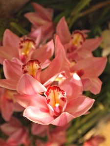 orchids for the Hawaiian theme at the Philadelphia Flower Show 2012