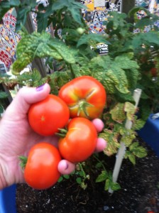 Tomatoes from my container garden