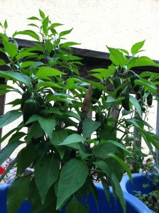 deck-gardening-container