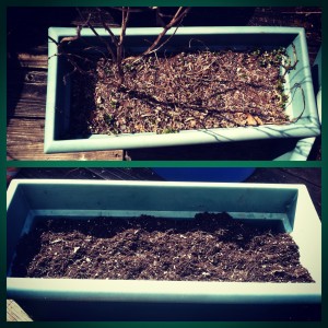 container gardening weeding & prep