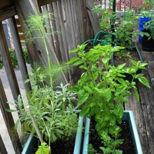 porch-to-table locavore foods right from the porch