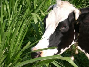 recycle your yard grass or compost