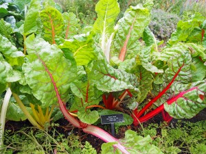Swiss Chard Growing in the Edible Garden at Phipps