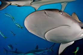 Friday Quickie: Steer Away from Shark Based Squalene