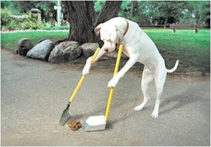 dog scooping its own poop