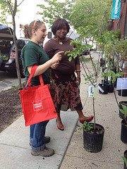 Tree Philly fall giveaway - free trees to Philadelphia residents!