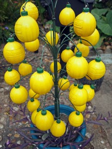 mary's lemon tree in beer can house