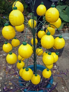 mary's lemon tree in beer can house