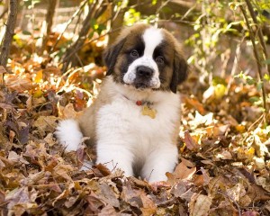 Puppy on leaves - Philly Bagged Leaf Drive