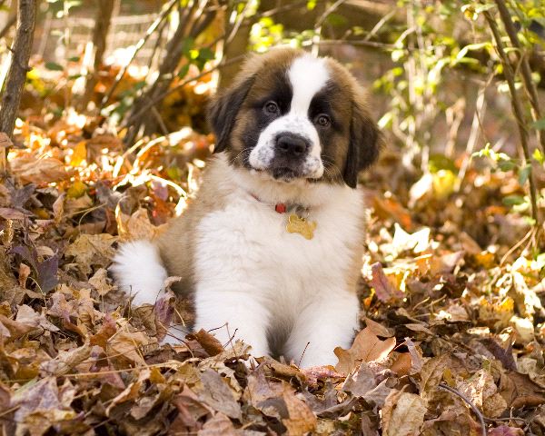 Philly Bagged Leaf Drive 2012: Where Can I (Weds) Rid of Leaves?