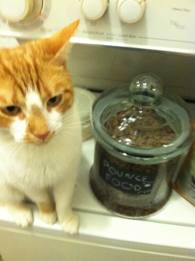 sustainable cat food container