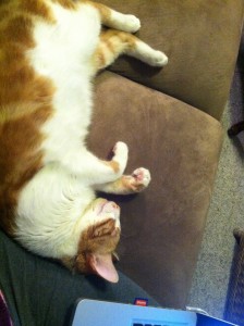 sustainable cats