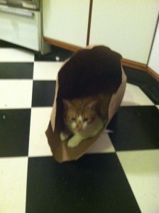 sustainable-green-your-cat