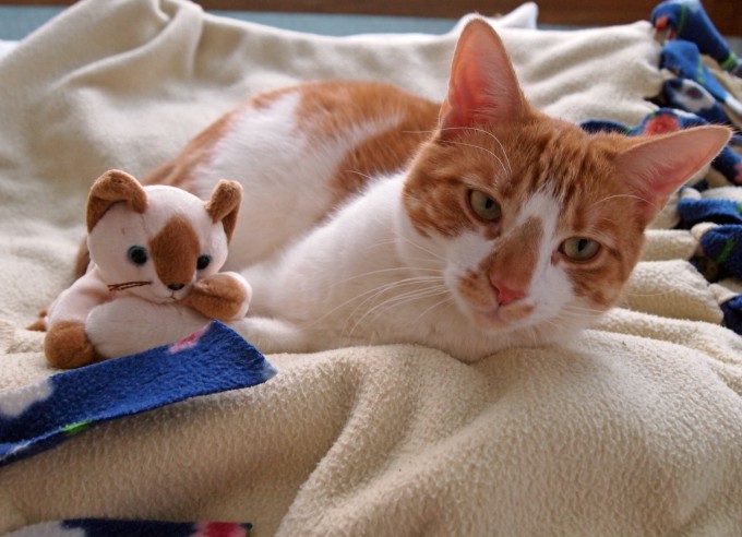 My Green Kitty Life with a Mom Eco-Blogger: Guest Post By Pounce