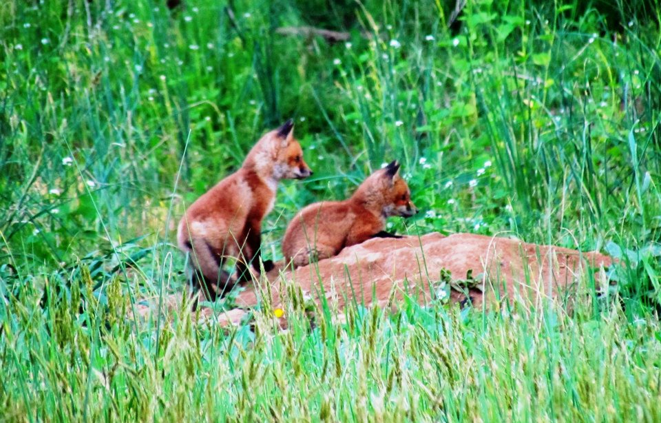 Foxes in Beaver Valley, Delaware County