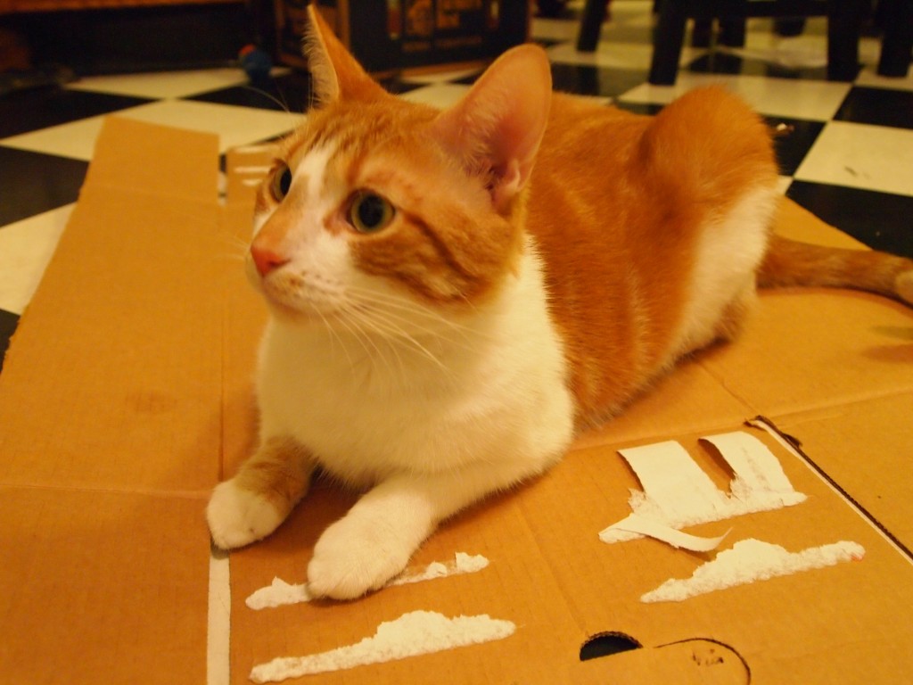 Pounce obstructing DIY cat scratcher