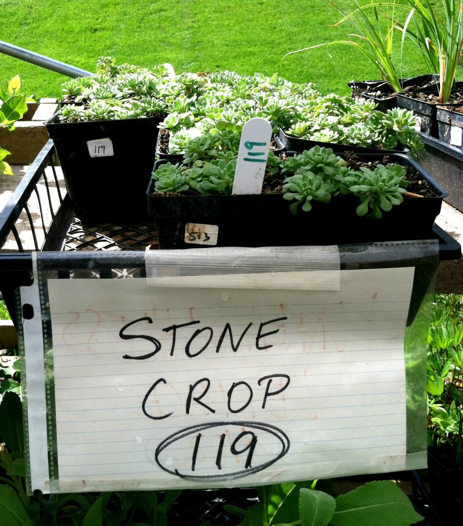 starter plants