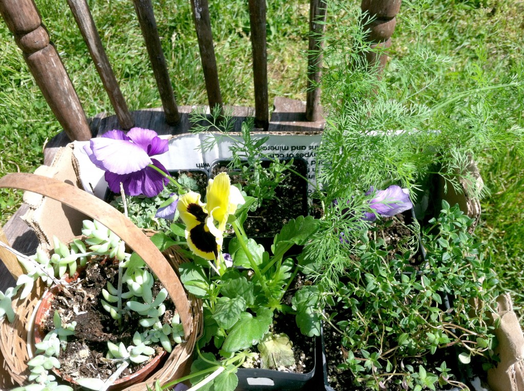 Starter plants booty