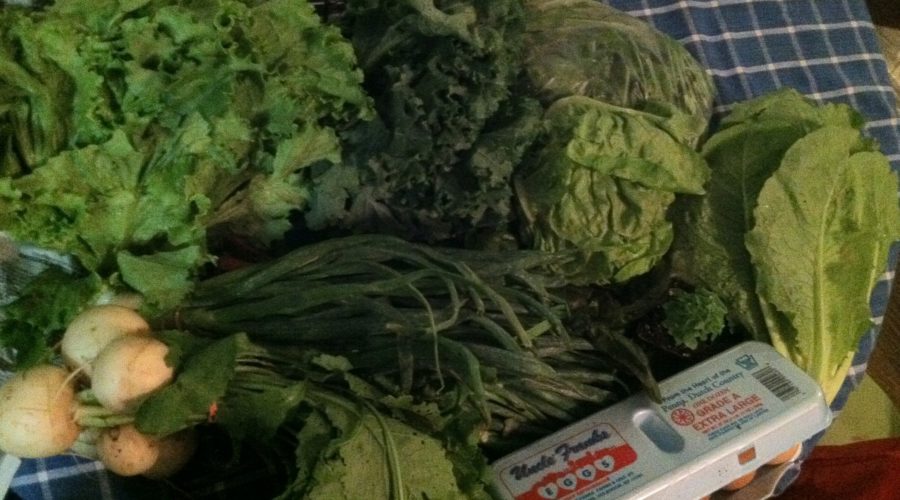 Preserve your Leafy Greens: Friday Quickie