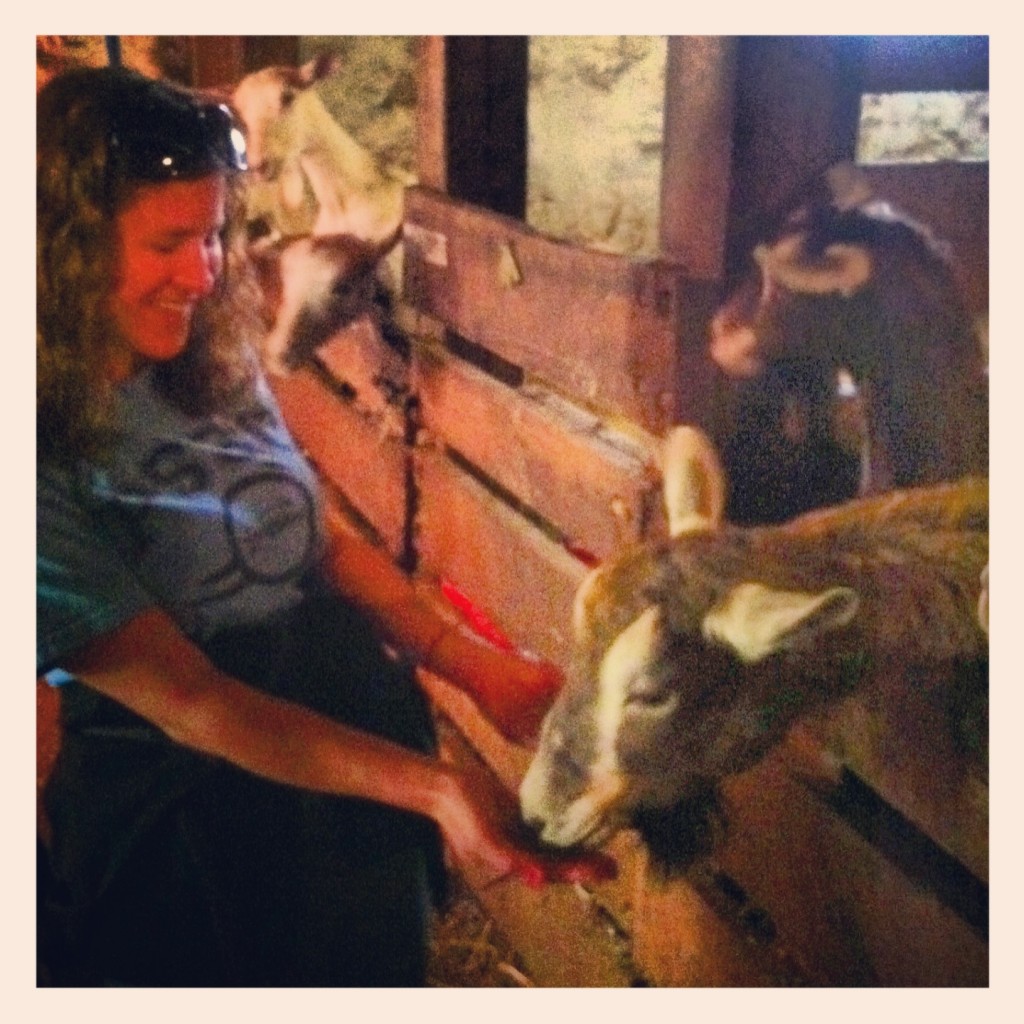 feeding the goats