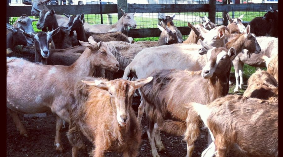 Flint Hill Farms. Or That Time I Milked a Goat…