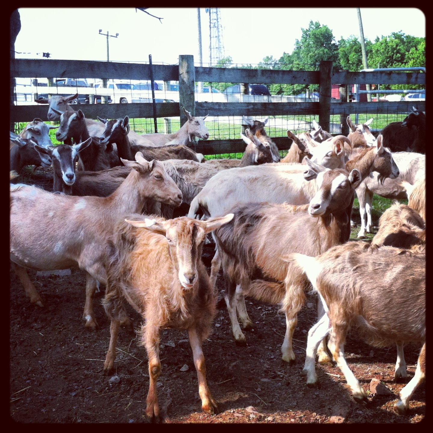 Flint Hill Farms. Or That Time I Milked a Goat…