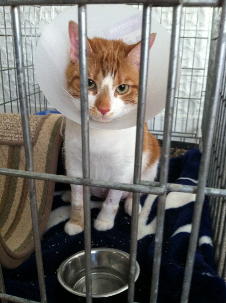 cat surgery