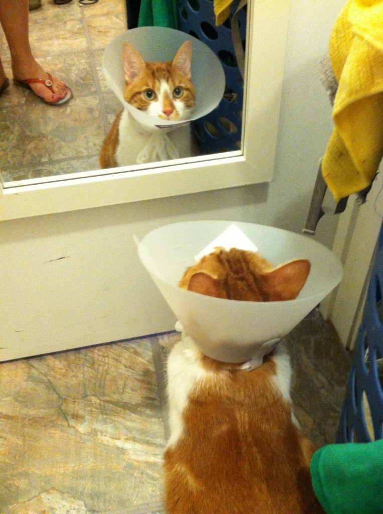 cat surgery