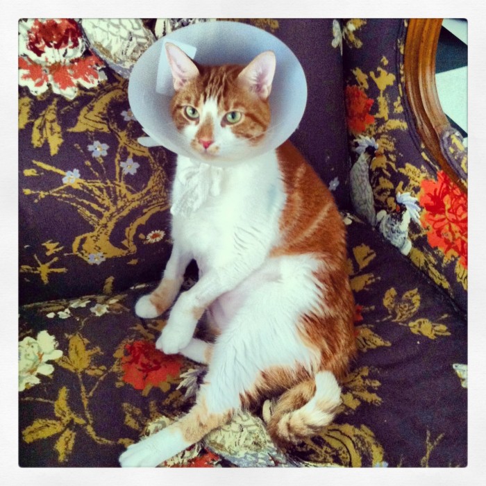 What to Do in Pet Emergencies: Tribulations of a CatMom