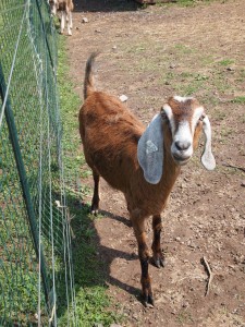 goat