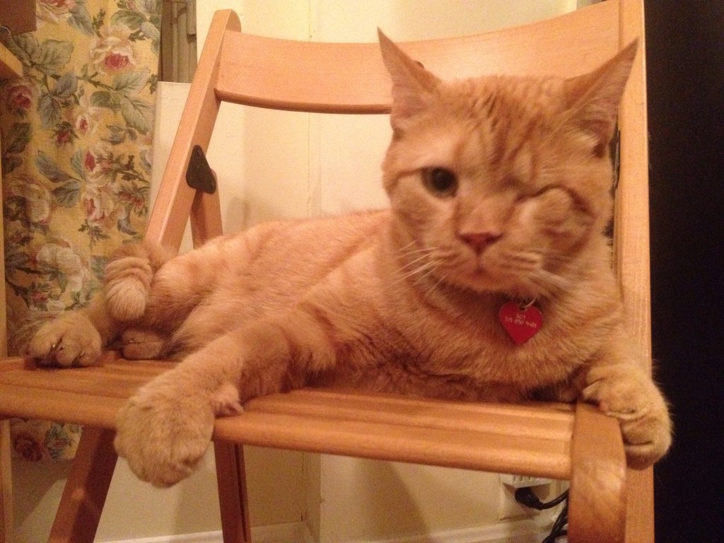breezy's cafe pirate cat