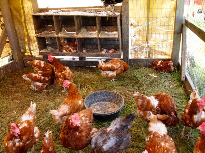 Flint Hill Farms Chickens