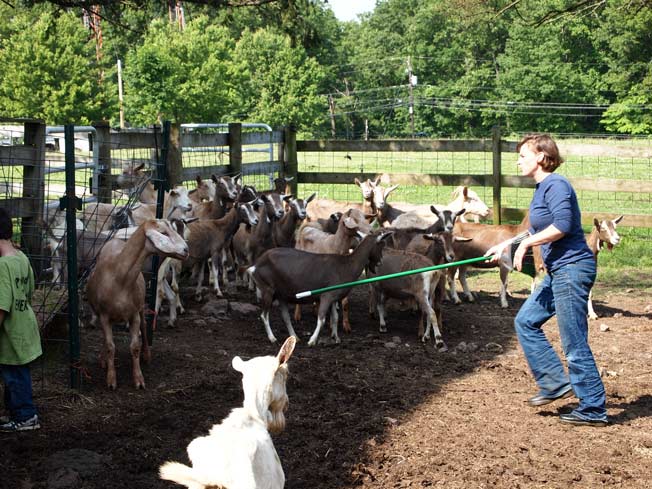 herding the goats