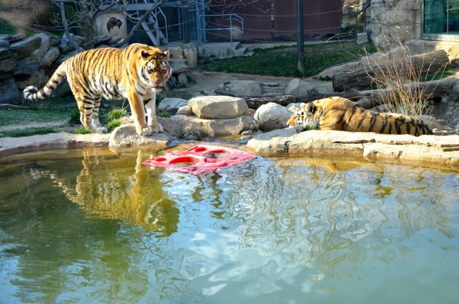 Philadelphia Zoo: How do Green Efforts Compare?