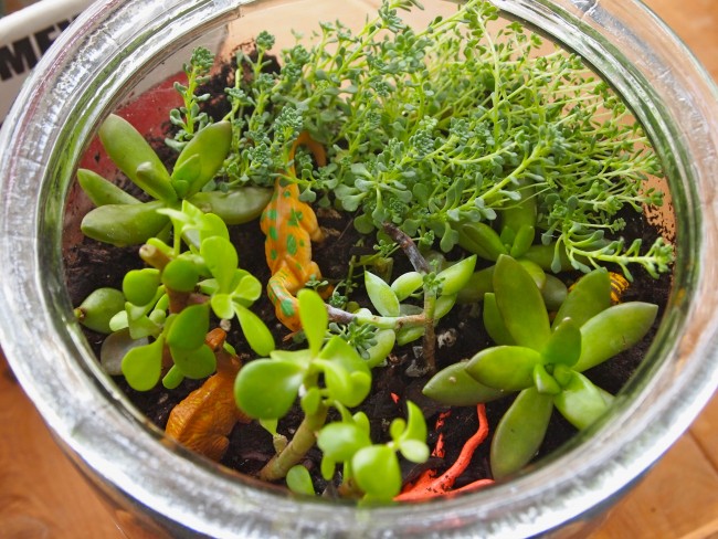 How to Make a Succulent Terrarium