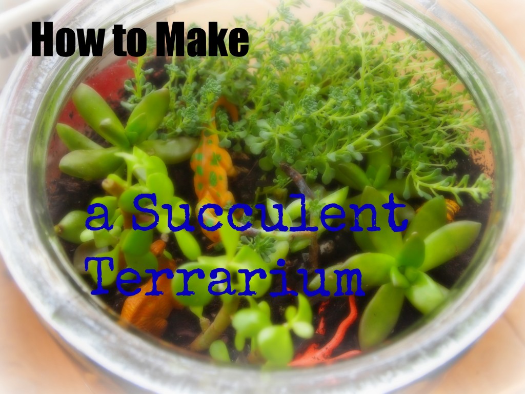 DIY succulent terrarium