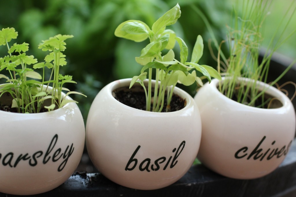 preserve-herbs