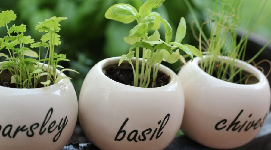 4 Ways to Preserve your Herbs: Friday Quickie