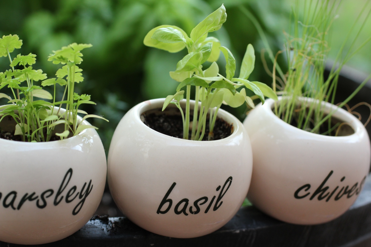 4 Ways to Preserve your Herbs: Friday Quickie