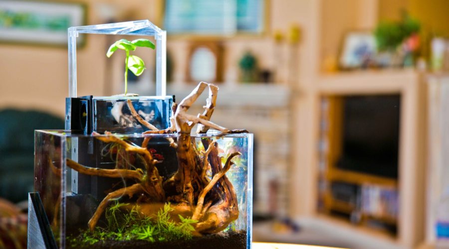 EcoQube Kickstarter Campaign: Feed Fish, Get Plants