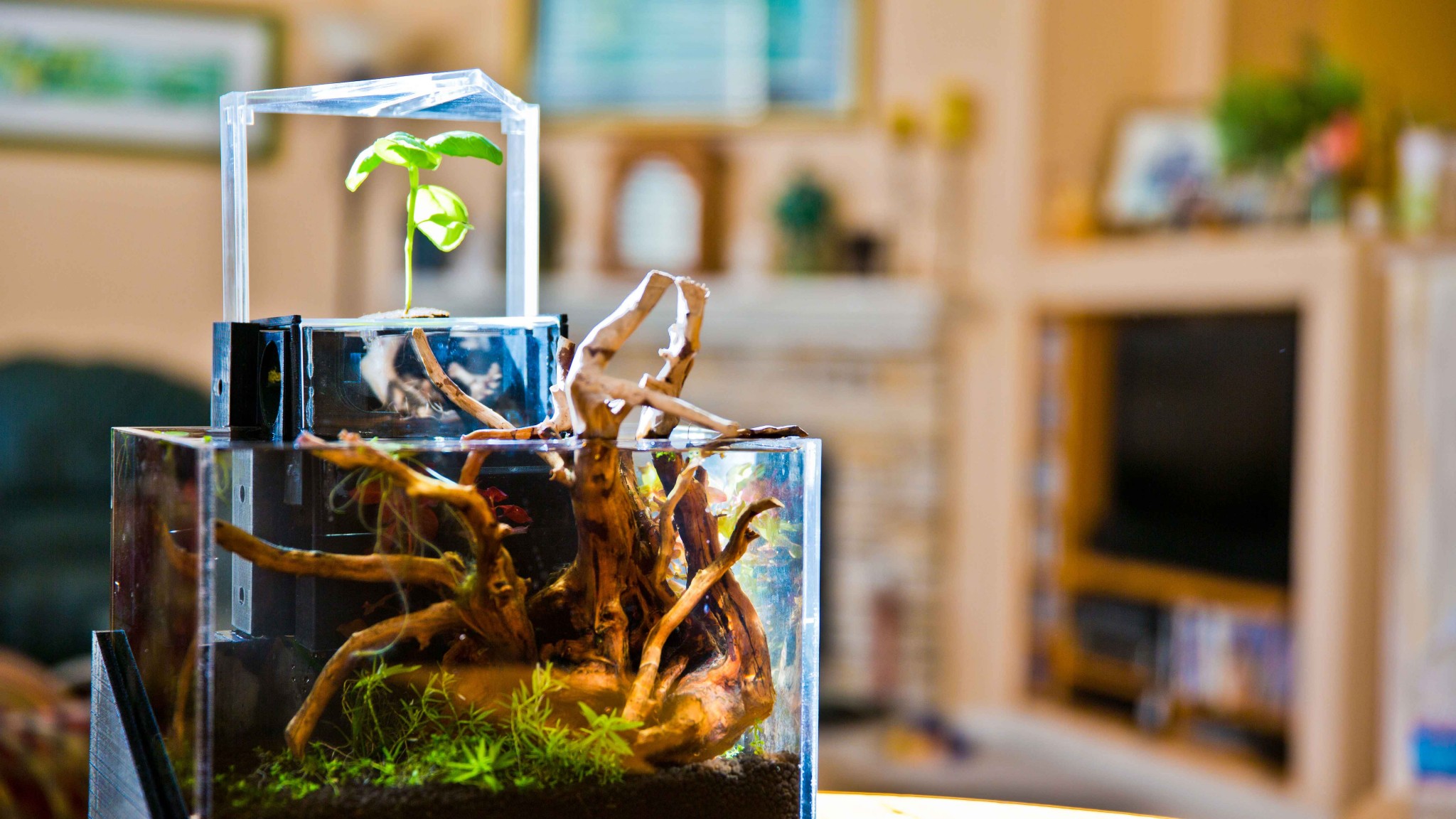 EcoQube Kickstarter Campaign: Feed Fish, Get Plants
