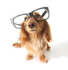 Where to Recycle Old Sunglasses & Eyeglasses: WCI Weds