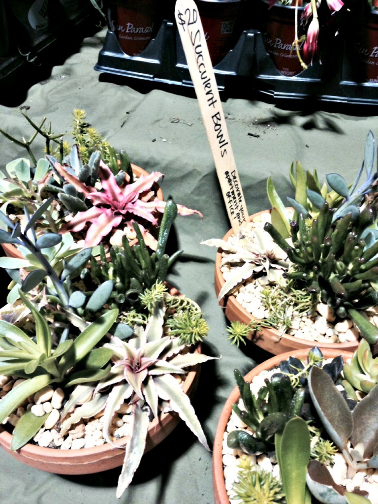 succulent plants