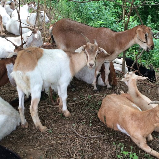 Another Curious Goat