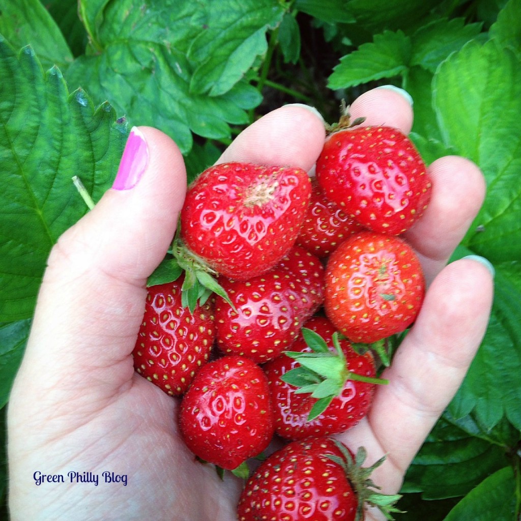 Local Summer strawberries