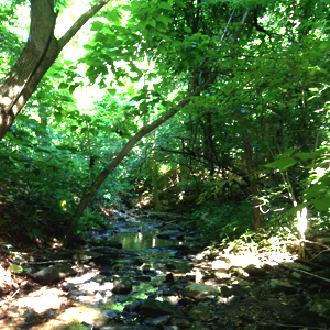 Street Festivals, Nature Walks, & First Friday: Weekend Guide: 8/1 – 8/3
