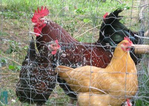 chickens
